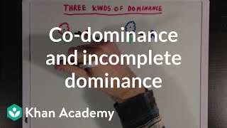 Codominance and Incomplete Dominance  Biomolecules  MCAT  Khan Academy [upl. by Maddi]