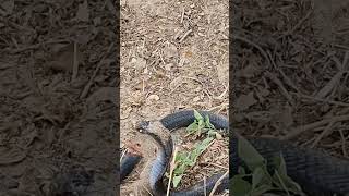 Mongoose vs Cobra Snake [upl. by Daffie]