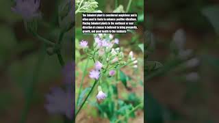 Sahadevi Plant youtubeshorts shortshome vastu plants [upl. by Esylla]