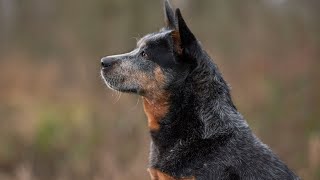 Unleashing the Potential of Australian Cattle Dogs at the Agility Championships [upl. by Eamon826]