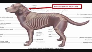 Intramuscular injection technique in dog [upl. by Ayimat737]