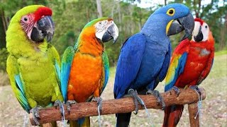 8 Most Beautiful Macaws on Planet Earth [upl. by Eldwin]