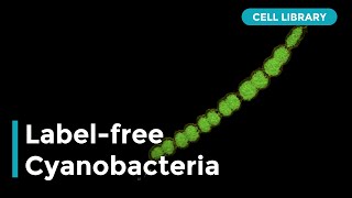 3D Labelfree Imaging of Cyanobacteria [upl. by Aizitel]