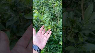 Beautiful Lemons 🍋 growing lemons modern homesteading epic urban homestead homestead tour [upl. by Enrichetta]