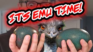 Were Incubating EMU EGGS [upl. by Cormack3]