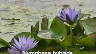 fragrant water lily Nymphaea odorata [upl. by Aikenahs]