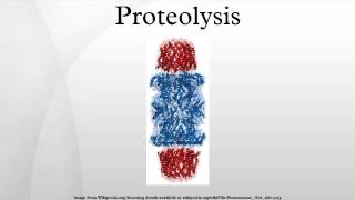 Proteolysis [upl. by Melar]