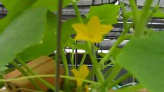 Pollinating Cucumbers at Green Evolutions Aquaponics [upl. by Azeria]