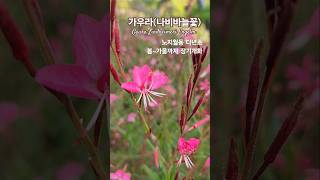 가우라나비바늘꽃 Gaura Lindheimeri Engelm shorts [upl. by Nonnelg134]