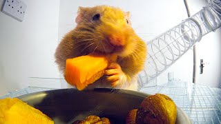 THIS Is How Hamsters Fit So Much Food Inside Their Cheeks  Pets Wild At Heart  BBC Earth [upl. by Neomah]