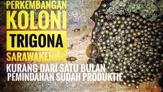 Perkembangan koloni trigona sarawakensis sudah produktif bertelur part II [upl. by Bowden]