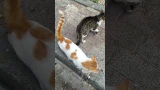 Anne çikolatamı gördün müü😼 cat kedi kediler keşfetteyim keşfet [upl. by Anelhtak]