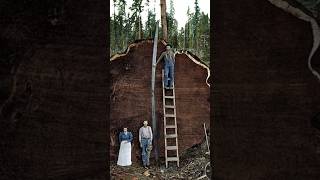 The Mark Twain Tree the oldest and largest living organisms on Earth [upl. by Eyllib]