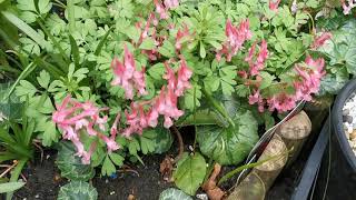 Corydalis solida cultivation  wonderful pink flowers in the shade [upl. by Alphonse]