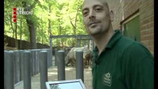 quotNeushoorn Dierenpark Amersfoort drachtigquot [upl. by Aniled]