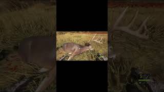 Big Diamond Whitetail in theHunter  call of the wild callofthewildgameplay deer deerhunting [upl. by Esital]