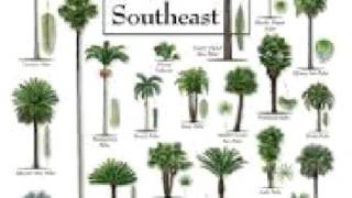 Palm Tree care Tips  facts deficiencies history [upl. by Aliahkim]