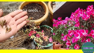 how to collect godetia seeds  How do you grow Clarkia from seed  Clarkia flower seeds [upl. by Engedi]