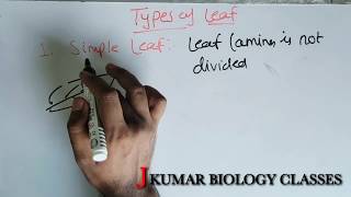 TYPES OF LEAFS  SIMPLE LEAF  COMPOUND LEAF  PINNATELY COMPOUND  PALMATELY COMPOUND [upl. by Nalor995]