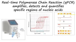 Real time or Quantitative PCR tutorial [upl. by Joletta]