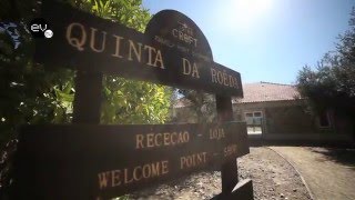 ESSÊNCIA DO VINHO TV  Quinta da Roêda [upl. by Rolfston]