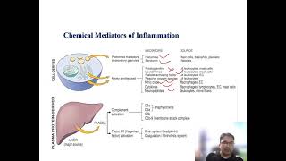 Inflammatory Mediators Vasoactive amines [upl. by Grosberg701]