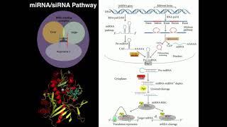 RNAi Gene Regulation via miRNAs amp siRNAs [upl. by Katushka]