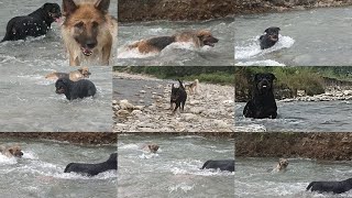 ALPHA BABIES ENJOYING SWIMMING PLAYING FETCH🔥germanshepherdrottweillerdogroxengsdRockeyDRoTT [upl. by Melissa]