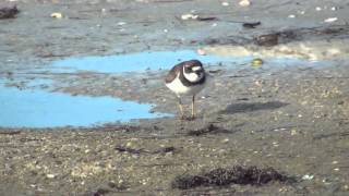 Semipalmated Plover [upl. by Bensky447]