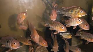 Geophagus Topajos Geophagus Sveni Geophagus Winemillery [upl. by Absa]