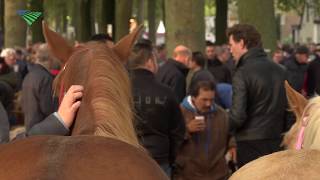 Meer paarden op Zuidlaardermarkt [upl. by Wiencke]