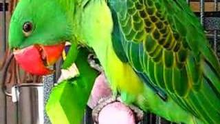 Great Billed Parrot making Toothpicks [upl. by Eniliuqcaj]