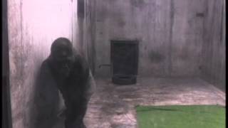 Ivan the gorilla lived alone in a shopping mall for over 20 years The Urban Gorilla [upl. by Grimaud]