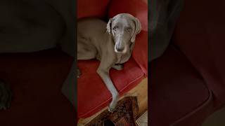 weimaraner getting nested shorts [upl. by Edan]