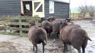 Zwartbles komen in de nieuwe schuur [upl. by Miahc]