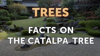 Facts on the Catalpa Tree [upl. by Hatfield537]