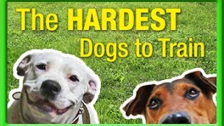 The 10 Hardest Dogs to Train  MyxTV [upl. by Alegna]