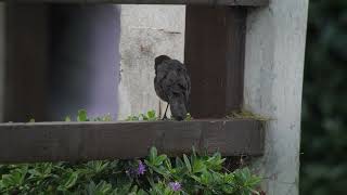 Greattailed Grackle Nolton Haven Pembrokeshire 27th October 2023 [upl. by Diraf]