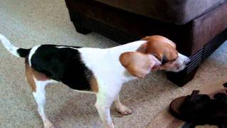 Beagle Reverse sneeze [upl. by Oreste]