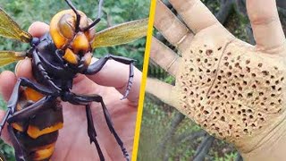 8 insectos mas peligrosos del mundo 🦟🐝😱 [upl. by Kitarp]