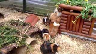 Meerschweinchen Spielplatz und Futterversteck Ein großer Spaß für die Meerschweinchen [upl. by Dray223]