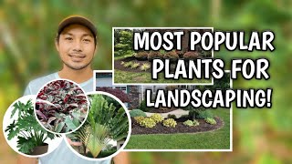 MOST POPULAR PLANTS FOR LANDSCAPING [upl. by Laughton]