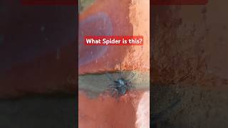 Spider in Australia [upl. by Vanzant]