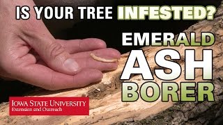 How to Tell if an Ash Tree is Infested with EAB [upl. by Llirret]