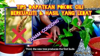 PART 2  TIPS UNTUK MENDAPATKAN POKOK CILI YANG BERKUALITI DAN BERBUAH LEBAT Petua Pokok Cili [upl. by Godliman]