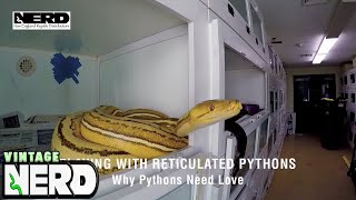 Playing with Reticulated PythonsWhy Pythons Need Love [upl. by Weinreb]