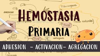 HEMOSTASIA PRIMARIA plaquetas vonWillebrand endotelio fibrinogeno Activacion Amplificacion [upl. by Elocim778]