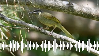 Lewins Honeyeater Call  Australian Bird Sounds amp Songs [upl. by Erialb163]