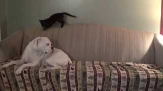 Boxer Dog Ignores Playful Kitten [upl. by Ahsoek]