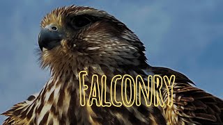 Falconry [upl. by Inger92]